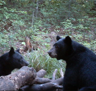 Bear Hunting Trips