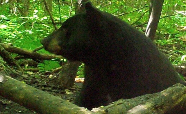 Bear Hunting in Upper Michigan